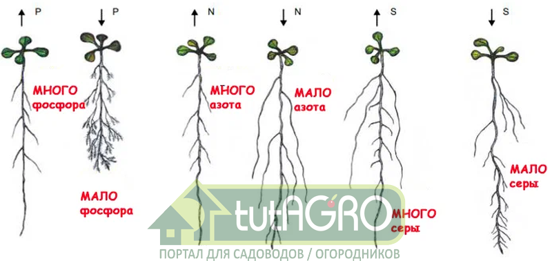 Как питательные вещества влияют на рост корней растений - AGROzen