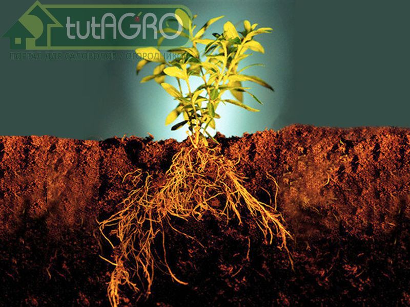 Как питательные вещества влияют на рост корней растений - AGROzen