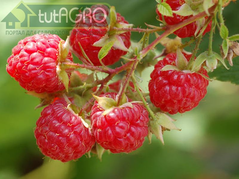 Малина: преимущества осенней посадки