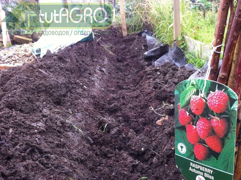 Почему малину лучше садить осенью? Посадка малины - AGROzen