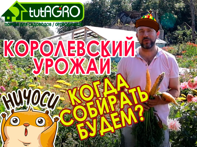 В этом коротком обзоре мы обсудим сроки уборки лука, чеснока, капусты, свеклы, моркови, фасоли, картофеля и кукурузы - когда же правильно убирать их урожай, чтобы они были максимально полезными, вкусными и хорошо хранились. Когда убирать овощи с грядок?