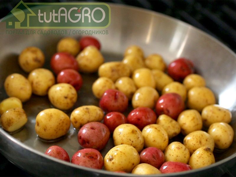 Типичные ошибки при уборке картофеля - AGROzen