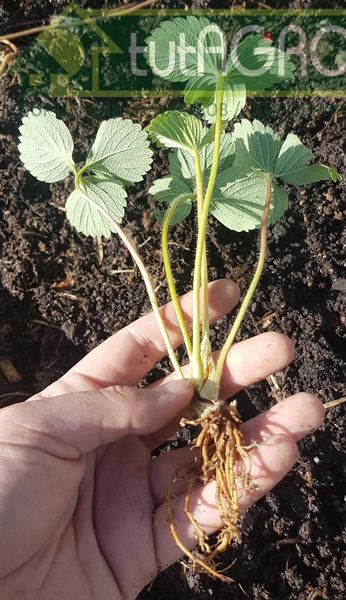 Подготавливаем саженец земляники - AGROzen