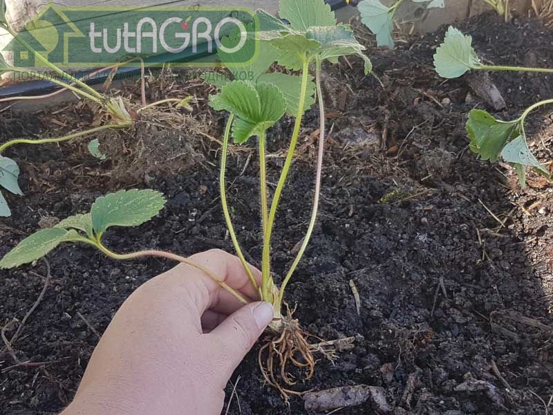 Саженцы, предназначенные для высадки, необходимо обработать от нематоды