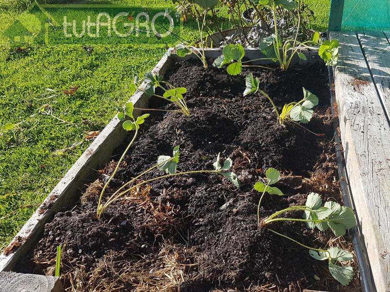 Осенняя посадка садовой земляники - AGROzen