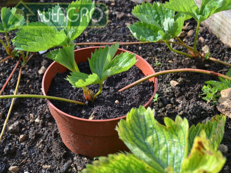 Осенняя посадка садовой земляники - AGROzen