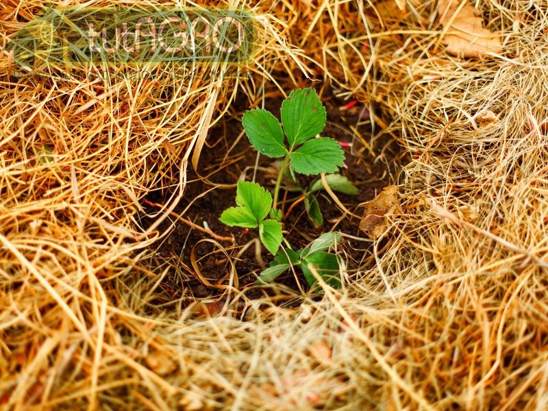 Осенняя посадка садовой земляники - AGROzen