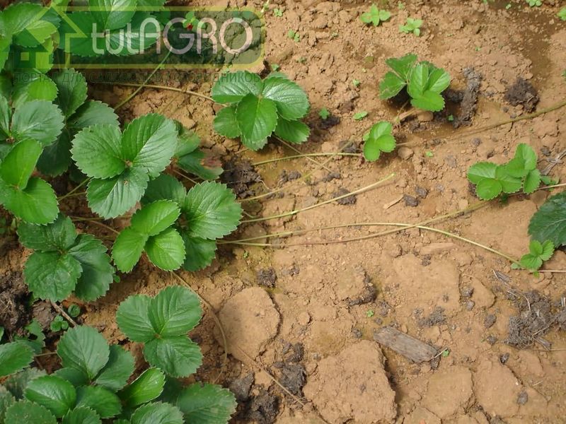 Обязательно замульчировать посадки