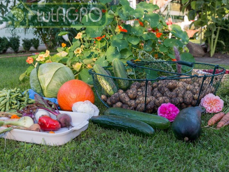 Сохранить или закопать навоз? - AGROzen