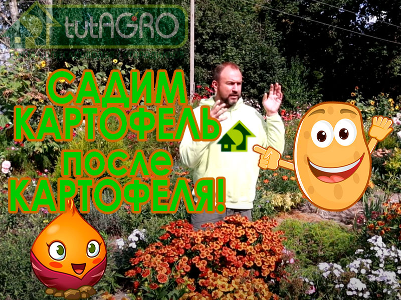 В этом видео я расскажу вам, что делать, если вы собираетесь посадить картофель после картофеля, как в этом случае избежать болезней и получить хороший урожай. Как сажать картофель после картофеля?
