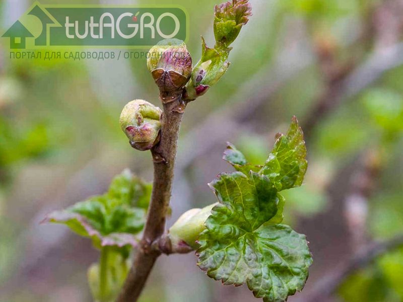 Почковому клещу не место в саду