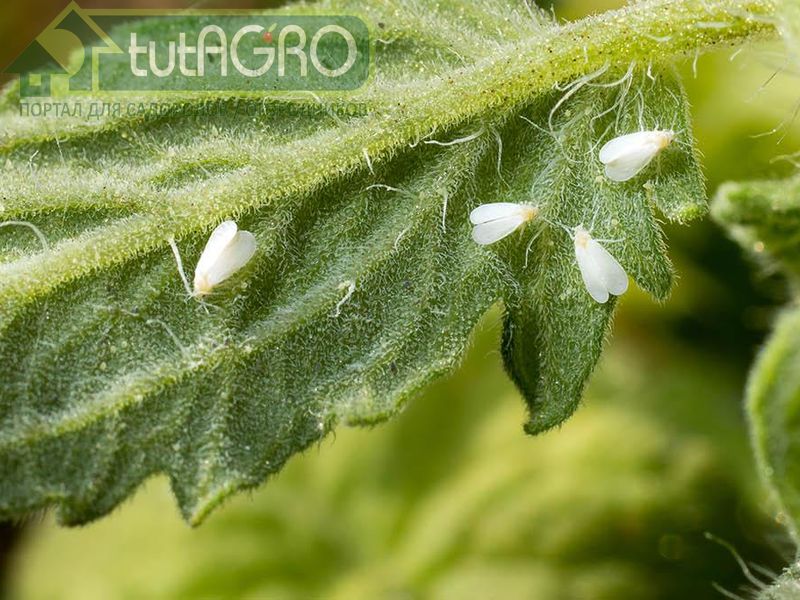 Тепличные условия - не для белокрылки