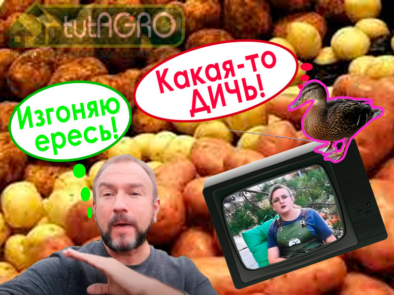 В очередном выпуске канала Семена Алтая такая ересь, что стыдно слушать! Изгоняю ересь и надеюсь на повышение уровня компетентности очень милой дамы-блогера Семян Алтая. Семеноводство картофеля и мутации. Учим матчасть!