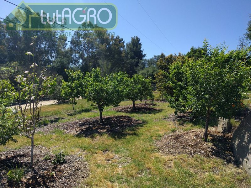 Рецепты от Ивана Русских. Обработки сада от вредителей и болезней - AGROzen