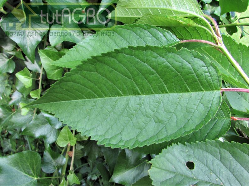 Красный раствор - надежная защита от болезней - AGROzen