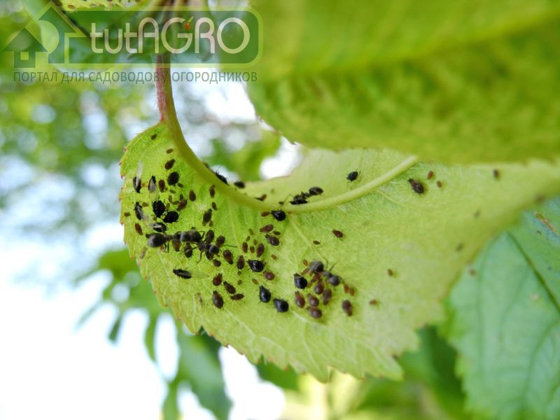 Мыльно-масляная эмульсия - смерть вредителям - AGROzen