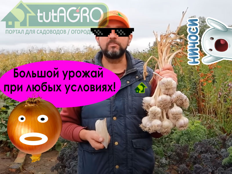 В чем замочить чеснок и лук перед посадкой? Вариантов много и многие вполне толковые. Подробности приготовления тройственного раствора смотрите в этом выпуске. Отличное укоренение и большой урожай при любых условиях!  Раствор для замачивания лука и чеснока