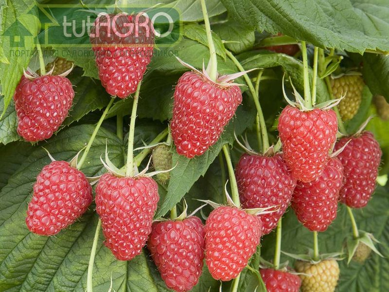 Пурпур малине не «к лицу» 