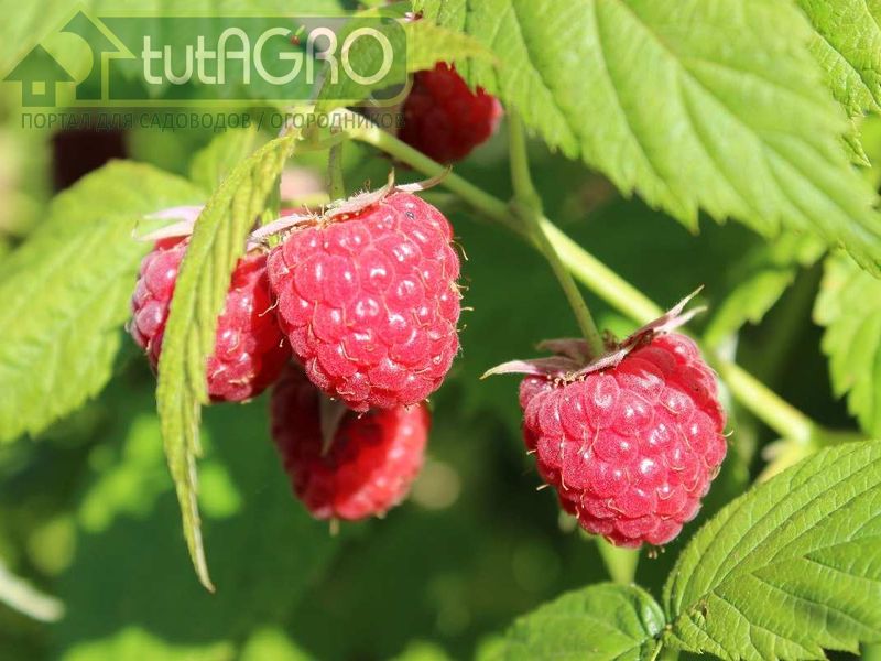 Пурпур малине не «к лицу»