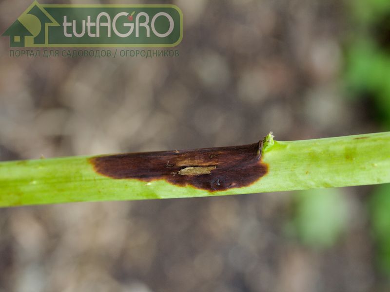 Пурпуровая пятнистость малины - AGROzen