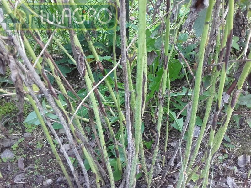 Пурпуровая пятнистость малины. Как бороться с заболеванием малины - AGROzen