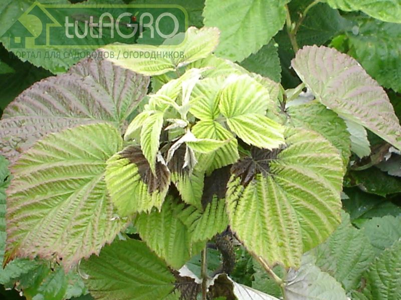 Заболевания малины - AGROzen