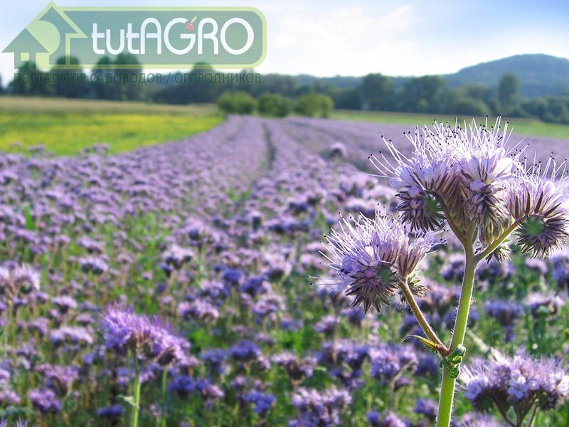 Удобряйте растения… растениями!