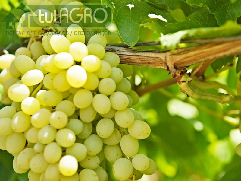 Виноград, который лопнул. Почему трескаются ягоды винограда?