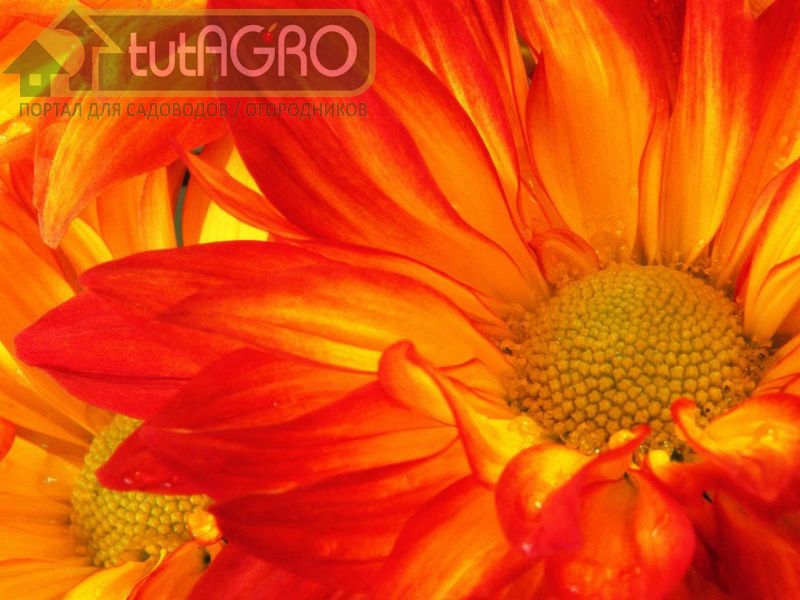 Хризантема - осенняя царевна - AGROzen