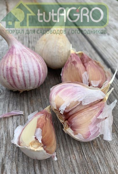 Озимый или яровой чеснок? Как выбрать? - AGROzen