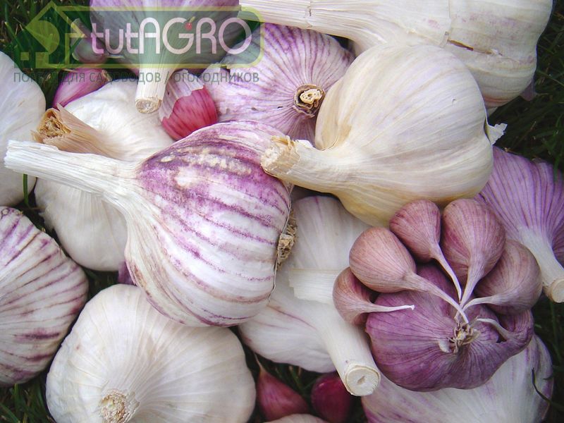 Чеснок: озимый или яровой? 