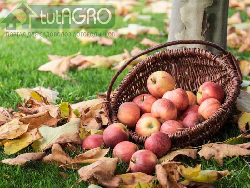 Действуйте, пока рак не свистнул - AGROzen