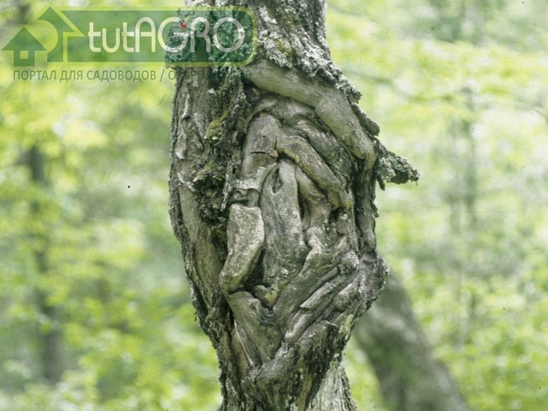 Обыкновенный, или европейский рак