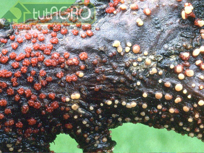 Возбудителем рака у деревьев является грибок - AGROzen