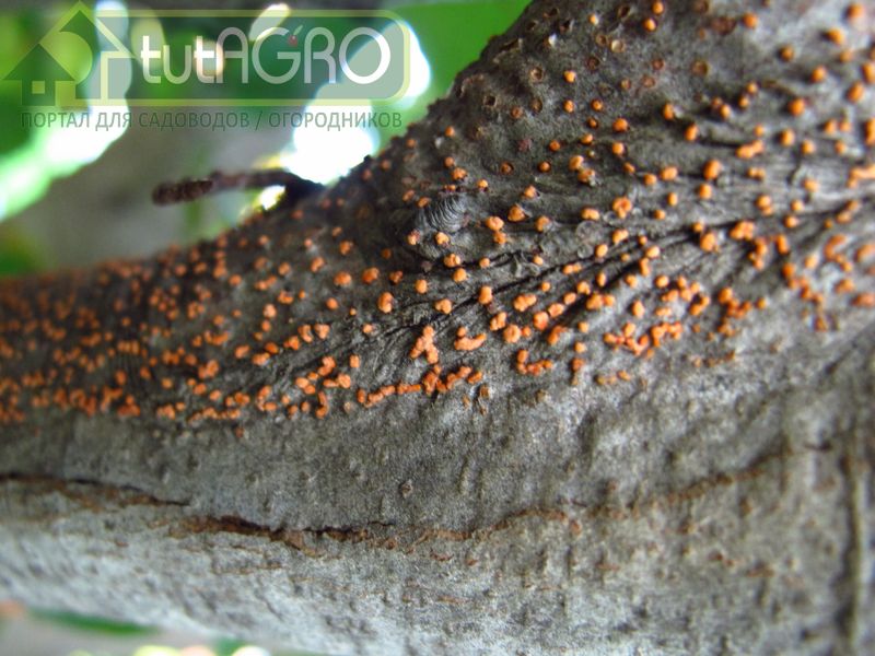 Молодое дерево за один сезон может усохнуть от черного рака - AGROzen