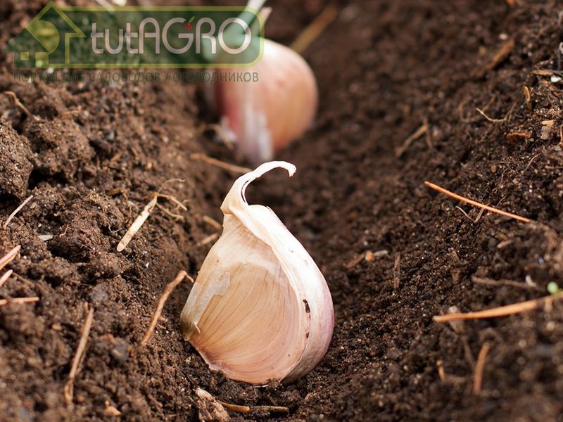 Обработанные зубки чеснока готовы к высадке в подготовленные бороздки