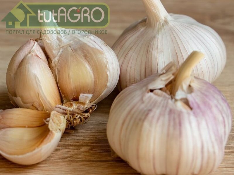 Подготовка чеснока к посадке. Обработка семян- AGROzen