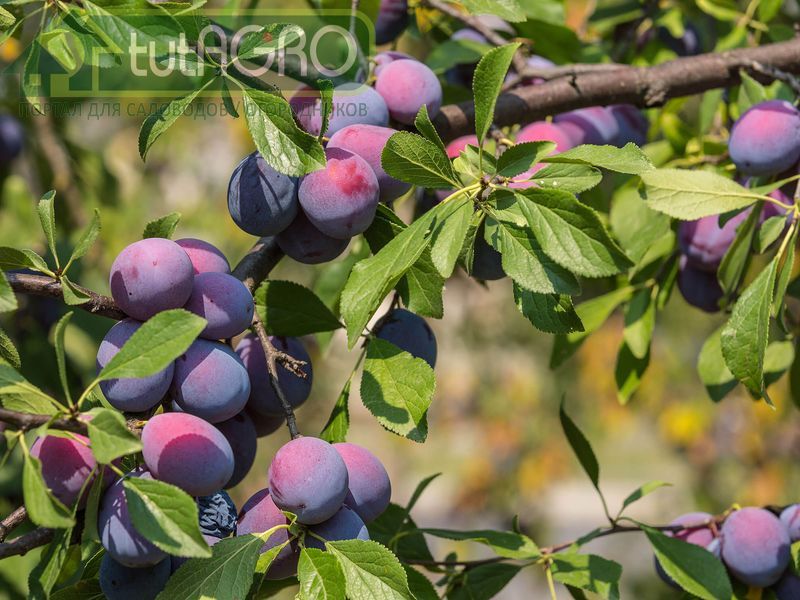 Вкус осени - сливовый