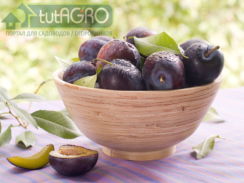 Чем подкормить сливу осенью