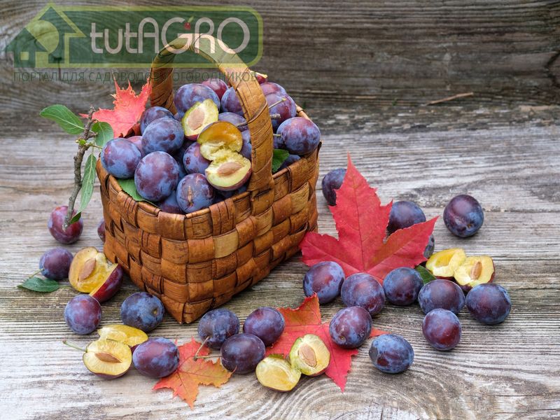 Сливу обычно высаживают в сад весной - AGROzen