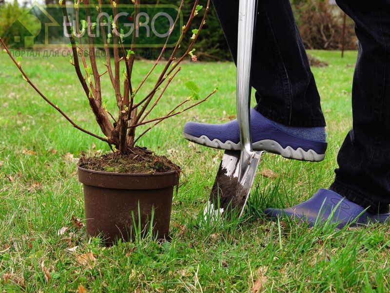 Особенности посадки саженцев - AGROzen