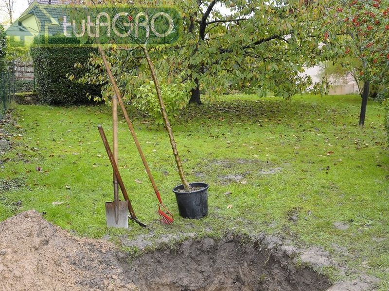 Минимальные размеры посадочной ямы - 60х60х60см - AGROzen