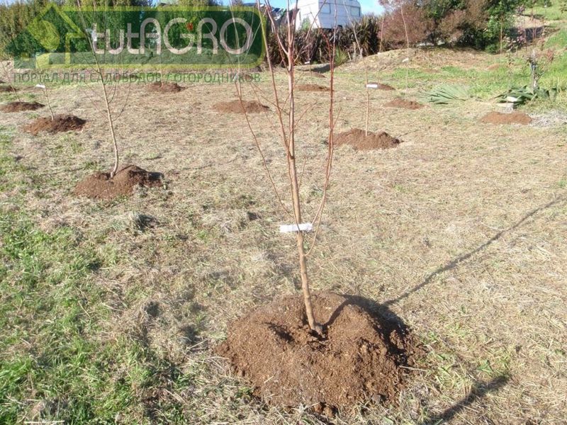 Не спутайте корневую шейку с местом прививки - они не всегда совпадают - AGROzen