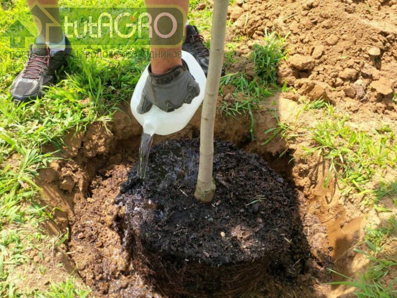 Саженец перед посадкой обрежьте, оставьте 5-7 почек - AGROzen