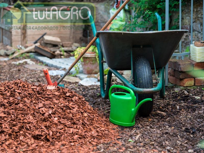 Что делать с мульчей осенью? Мульча - AGROzen