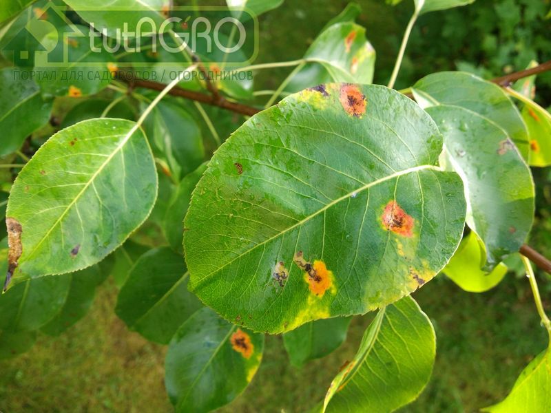 Предстоит борьба с ржавчиной - неприятным и опасным заболеванием груш - AGROzen