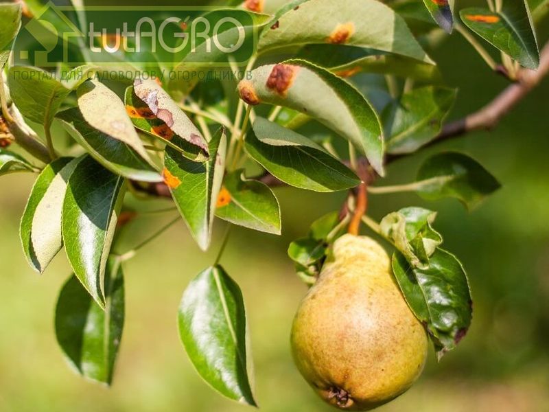 Рецепт раствора для осенней обработки растений в саду - AGROzen