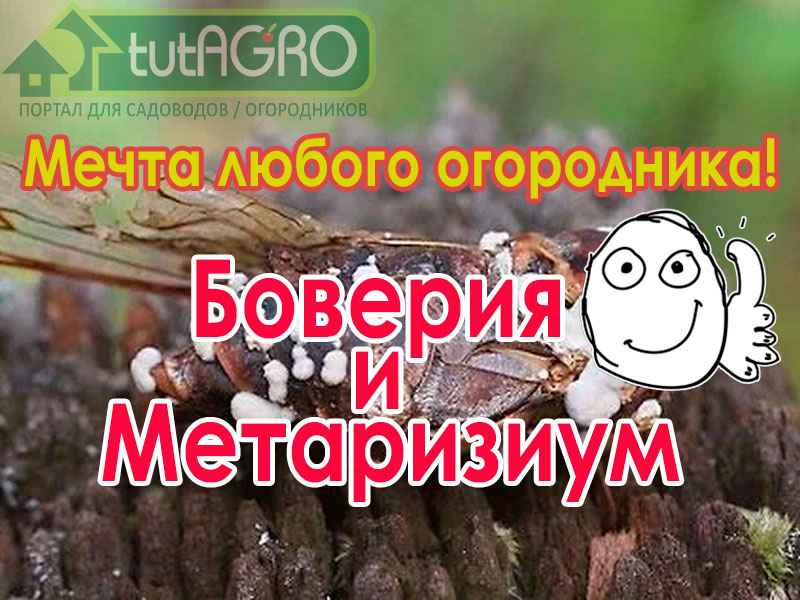 Боверия и Метаризиум - мечта любого огородника! - AGROzen