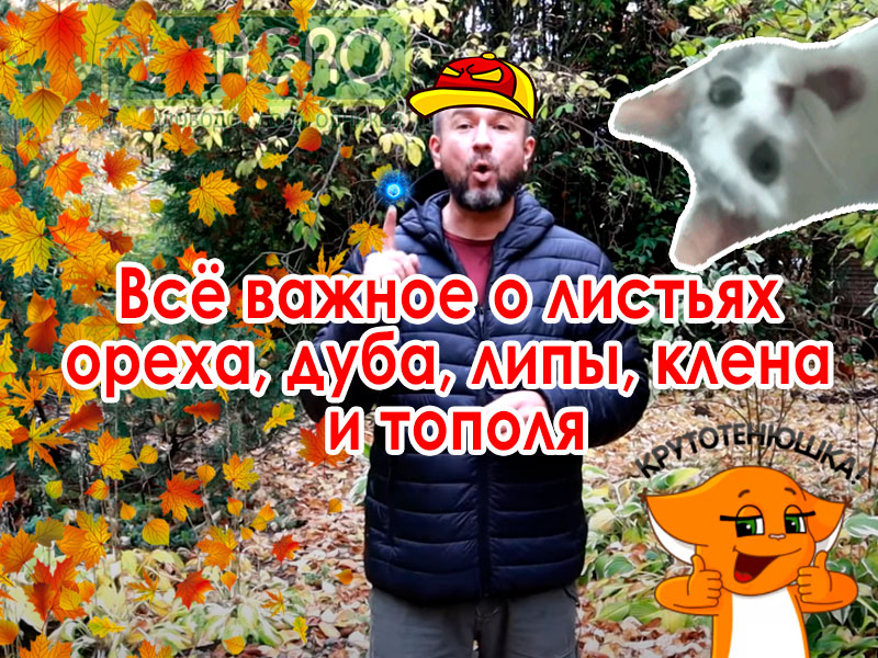 Какие растения можно укрывать листьями? Листья каких деревьев лучше не использовать для укрытия? Как правильно использовать листья ореха для компостирования и мульчирования? Как правильно использовать листовой опад?