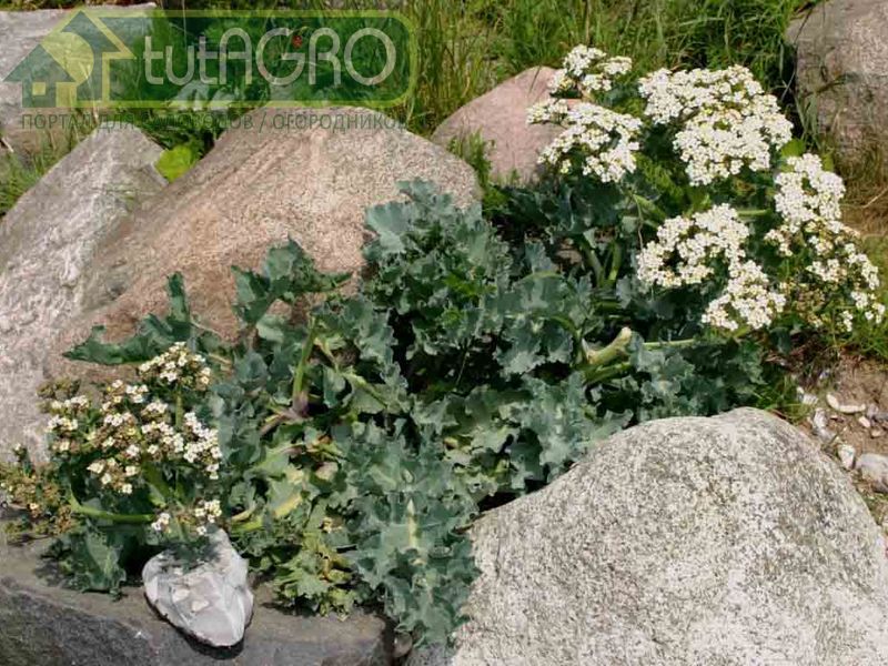 Что посеять осенью? Катран - AGROzen